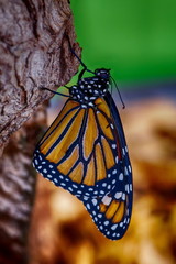 Butterfly orange black with white dots macro