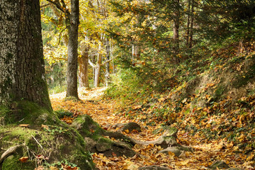 narrow path uphill on slope autumn