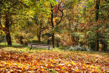 resting bench on forest hillside autumnal colors