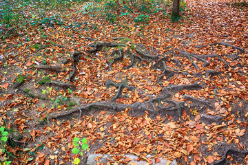 Tree roots on autumnal ground