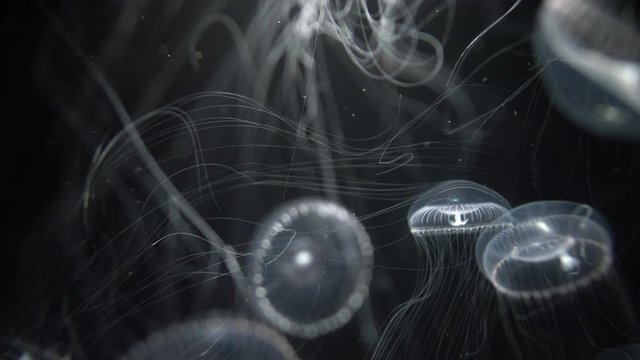 Jellyfish Crystal Jelly Aequorea Victoria White