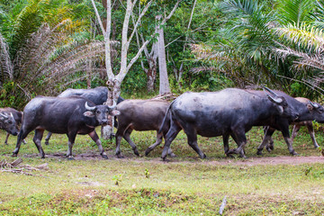 wild water buffaloes in the rainforest