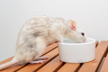 Grey-white pet rat drinking water from a white cup