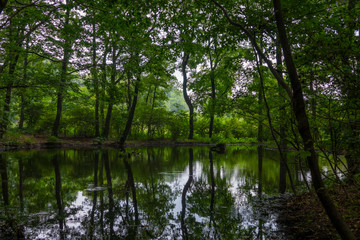 Fototapeta na wymiar 森の池