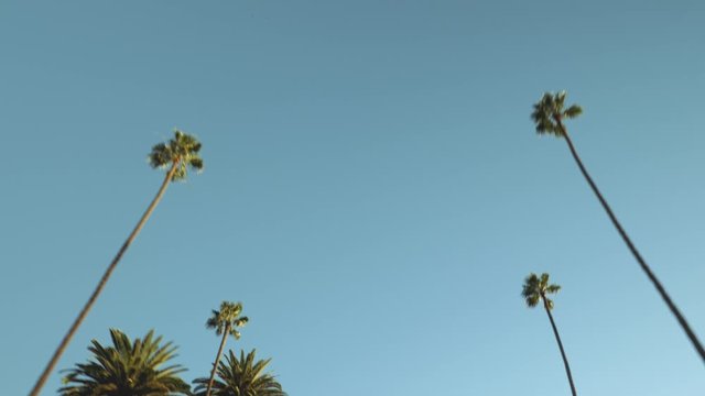 Palmtrees from a car's sunroof passing by during sunset in Beverly Hills, Los Angeles in front of a blue clear sky.