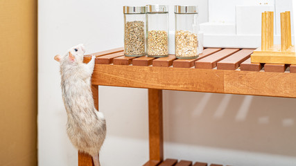 Grey-white pet rat climbs up a small bench to get food out of storage jars