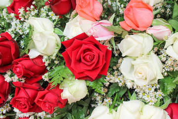 Roses flowers  bouquet  patterns blooming with water drops for wallpaper valentine or wedding card red white green background