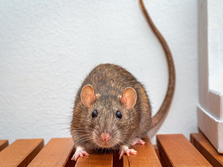 Brown pet rat looking directly into the camera