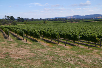 Fototapeta na wymiar Vines at Vineyard, Victoria Australia