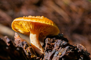 Close-up Common Rustgill Mushrooms in a Pine Forest Plantation in Tokai Forest Cape Town