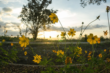 Yellow flowers blooming on a background sunset.