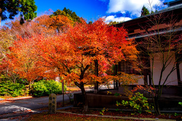 呑山観音寺の紅葉