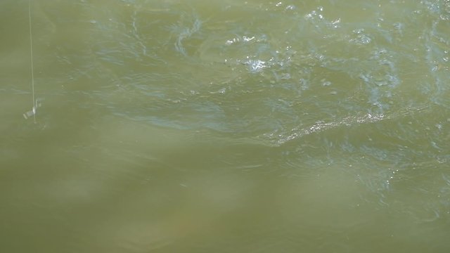 Carp fish hooked swims on the surface and makes splashes