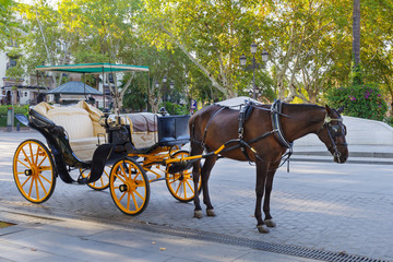 Harnessed horse resting while waiting for tourists in Seville