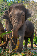 Fototapeta premium An Asian elephant 