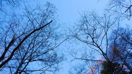 Low angle view of Dried brown branch leaves trees with blue sky background in fall autumn season of kamikochi national park , Kamikochi, Japan.