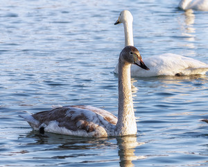 wild swans swim on the water on a Sunny day