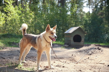 guard dog near the kennel in summer