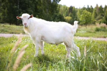 white goat in the summer in the village