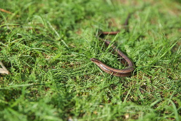 legless lizard in the grass