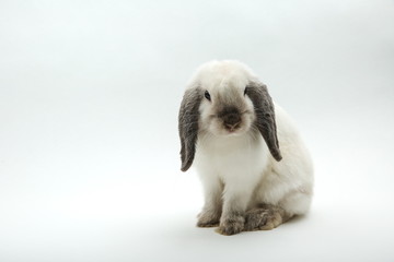 white decorative rabbit on a white background