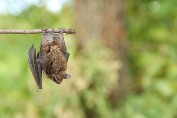 little bat hanging on a tree branch