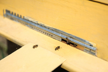 bees near a beehive close up