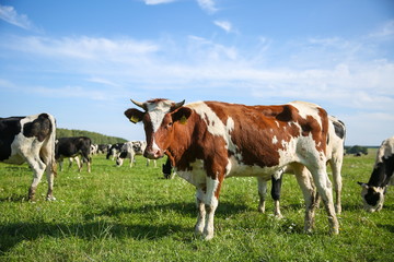 Fototapeta na wymiar cows graze in a meadow in summer
