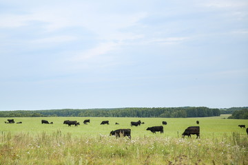 cows graze in a meadow in summer