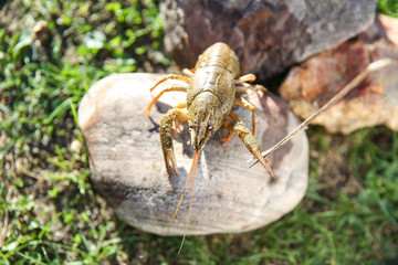 crayfish is on the stone
