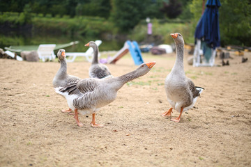 gray geese walk on the lake