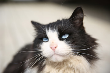 black cat with blue eyes