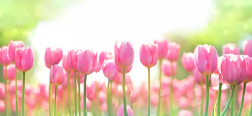 beautiful background with pink tulips flowers. pink tulips spring template. spring time season. shallow depth.