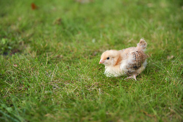 little chick on grass with copy space