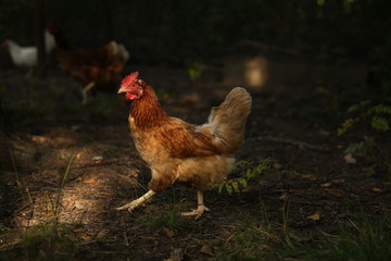 brown chicken walks on the grass
