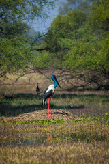 Wildlife scenery male Black necked stork searching for bird to kill in a winter morning at wetland in beautiful green backdrop of keoladeo national park, bharatpur, india - ephippiorhynchus asiaticus