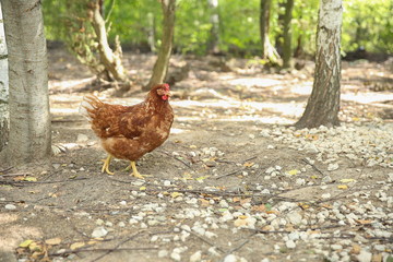 brown chicken walks on the grass