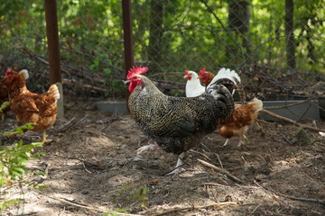 rooster walks on the grass in summer