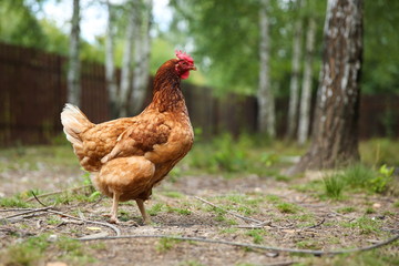 brown chicken walks on the grass