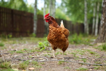brown chicken walks on the grass