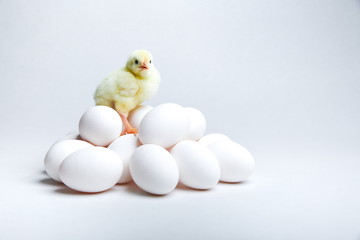 yellow chick with chicken eggs on a white background with copy space