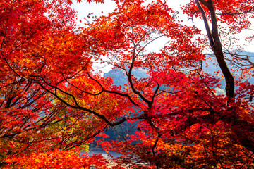 仙の岩の紅葉