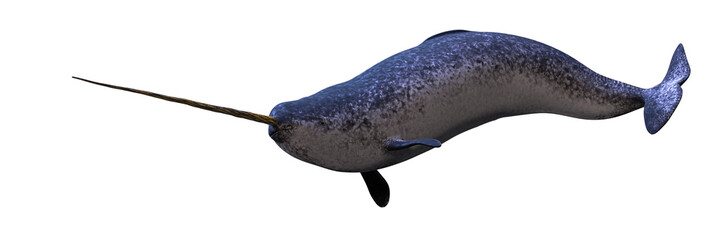 Narwhal, male Monodon monoceros isolated on white background © dottedyeti