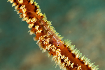 The surprising underwater world of the Indian and Pacifical Oceans