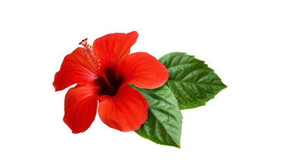 Red hibiscus flower with green leaves in exotic arrangement - obrazy, fototapety, plakaty
