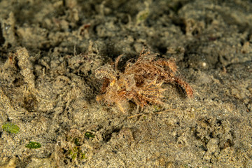 The surprising underwater world of the Indian and Pacifical Oceans