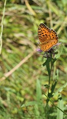 A butterfly on a meadow cornflower eats nectar.