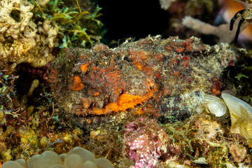 The surprising underwater world of the Indian and Pacifical Oceans