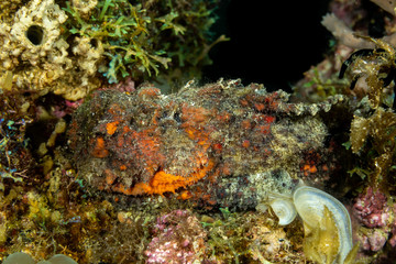 The surprising underwater world of the Indian and Pacifical Oceans