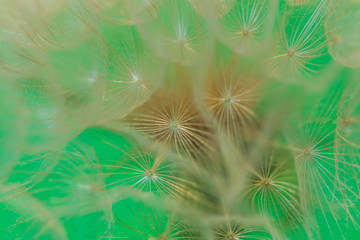 dandelion seed